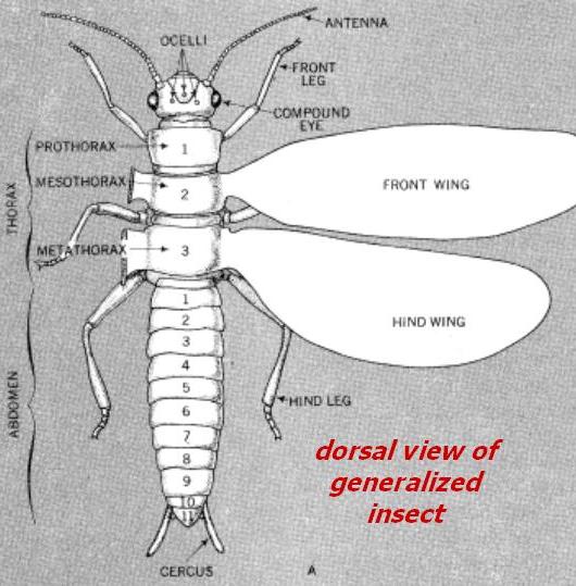 com Estructura del tórax El tórax por poseer las patas y alas es la región locomotora en los insectos y es bastante evolucionada, por ejemplo, el meso y metatórax de insectos que poseen alas están