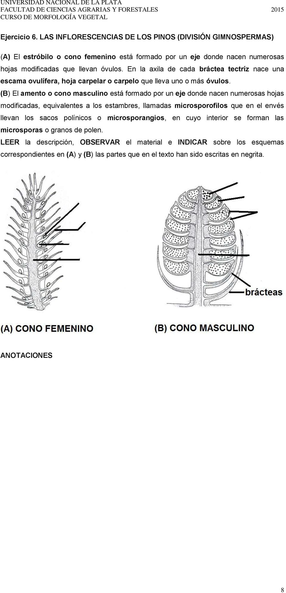 (B) El amento o cono masculino está formado por un eje donde nacen numerosas hojas modificadas, equivalentes a los estambres, llamadas microsporofilos que en el envés llevan los sacos