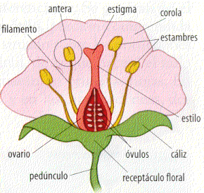 6. LA REPRODUCCIÓN SEXUAL EN PLANTAS ESPERMAFITAS REPRODUCCIÓN ANGIOSPERMAS Partes de la flor: 1.