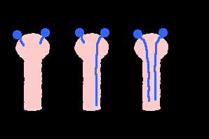 incompatibilidad hapodiploide entre el tubo polínico (haploide) y el tejido estilar (diploide).