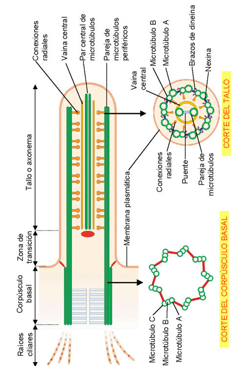 Estructura del Axonema o Filamento Axial Proviene de un centro organizador de MT llamado cuerpo basal Es una estructura formada por 9