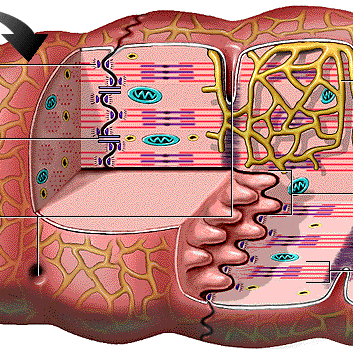 1. Generalidades Anatomohistológicas Conexiones celulares: Desmosomas. Fascias adhesivas.