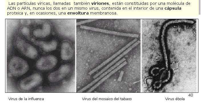 Los Virus: TODOS SON PARÁSITOS Y PUEDEN CAUSAR ENFERMEDADES Recuerda no