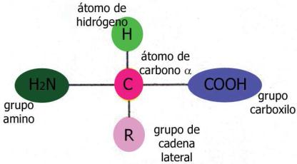 7 http://bioquimicacetis110.blogspot.com/2009/02/31-estructura-y-nombre-de-aminoacidos-y.
