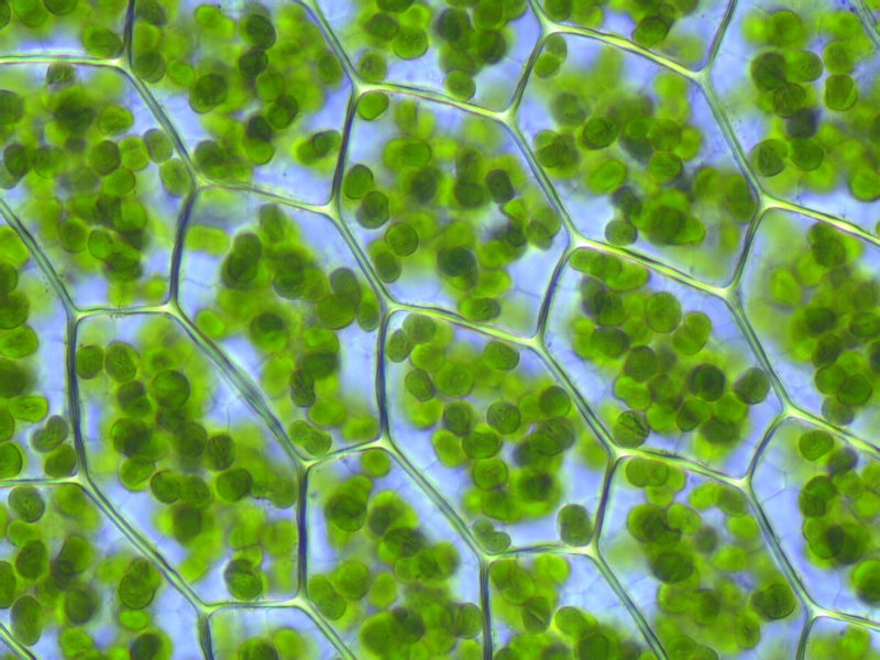 Mitocondrias Las mitocondrias se encuentran entre los orgánulos más grandes de la célula, pueden ser vistos con un microscopio óptico.