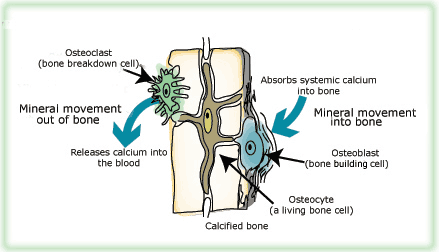 Huesos, dientes y uñas Hueso consiste en colágeno (proteina, organica) y hydroxyapatite (mineral, inorganica).