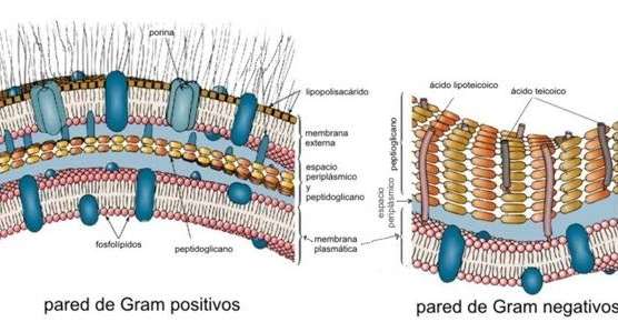 Membrana celular Membrana plasmática, membrana fundamental o plasmalema Se encuentra en el interior de la