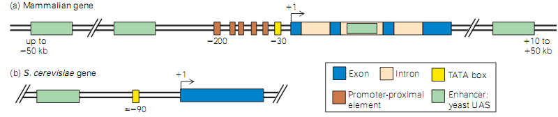 Secuencias amplificadora (Enhancers) Elementos modulares que estimulan el inicio de la transcripción, están localizados a distancia del sitio de inicio de la transcripción (hasta ~50 kpb), río arriba