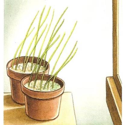4. Función de relación 1. Las plantas responden ante los estímulos mediante su crecimiento.