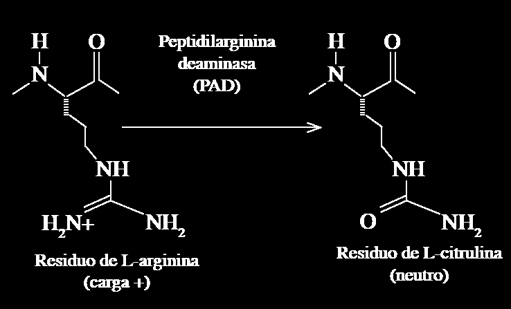 Anti-CCP La citrulina es un aminoácido inusual resultante de la modificación