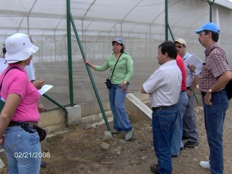 Costa Rica: Sector privado Invernadero de Del Oro con porta injertos y yemas injertadas 67