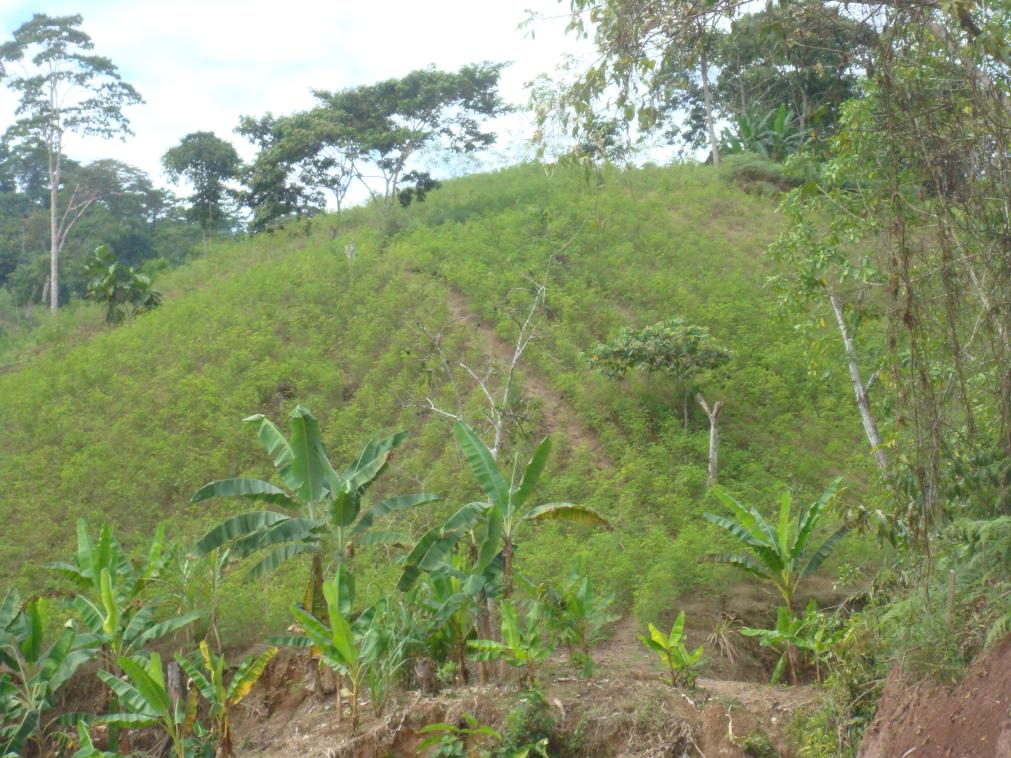 USO ACTUAL DE [MESOZONIFICACIÓN ECOLÓGICA Y ECONÓMICA PARA EL DESARROLLO Foto 8.Plantación de coca en el valle de Monzón.