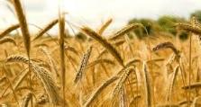 Agua & Alimentos & Energía Los cereales son los cultivos que mayor demanda de agua tienen pero también son una parte muy importante en la alimentación