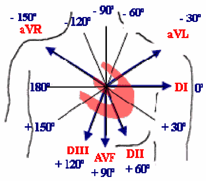 Las derivaciones bipolares o de Einthoven forman un triángulo que lleva su nombre, cuyos lados se trasladan al centro y forman un sistema de ejes equidistantes 60º que se llaman igual que las