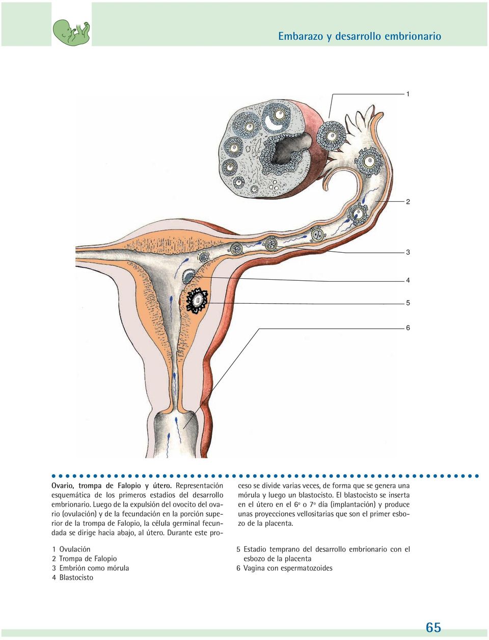 Luego de la expulsión del ovocito del ovario (ovulación) y de la fecundación en la porción superior de la trompa de Falopio, la célula germinal fecundada se dirige hacia abajo, al útero.