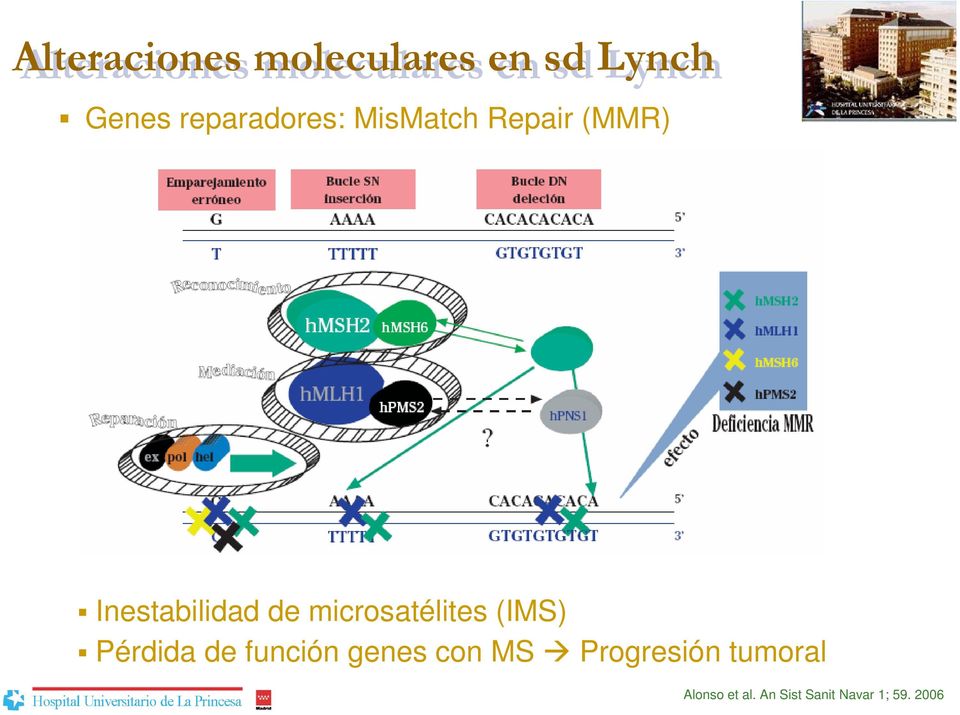 microsatélites (IMS) Pérdida de función genes con MS