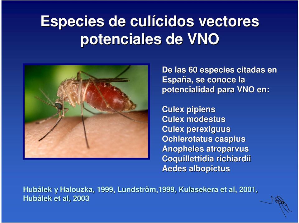 perexiguus Ochlerotatus caspius Anopheles atroparvus Coquillettidia richiardii Aedes