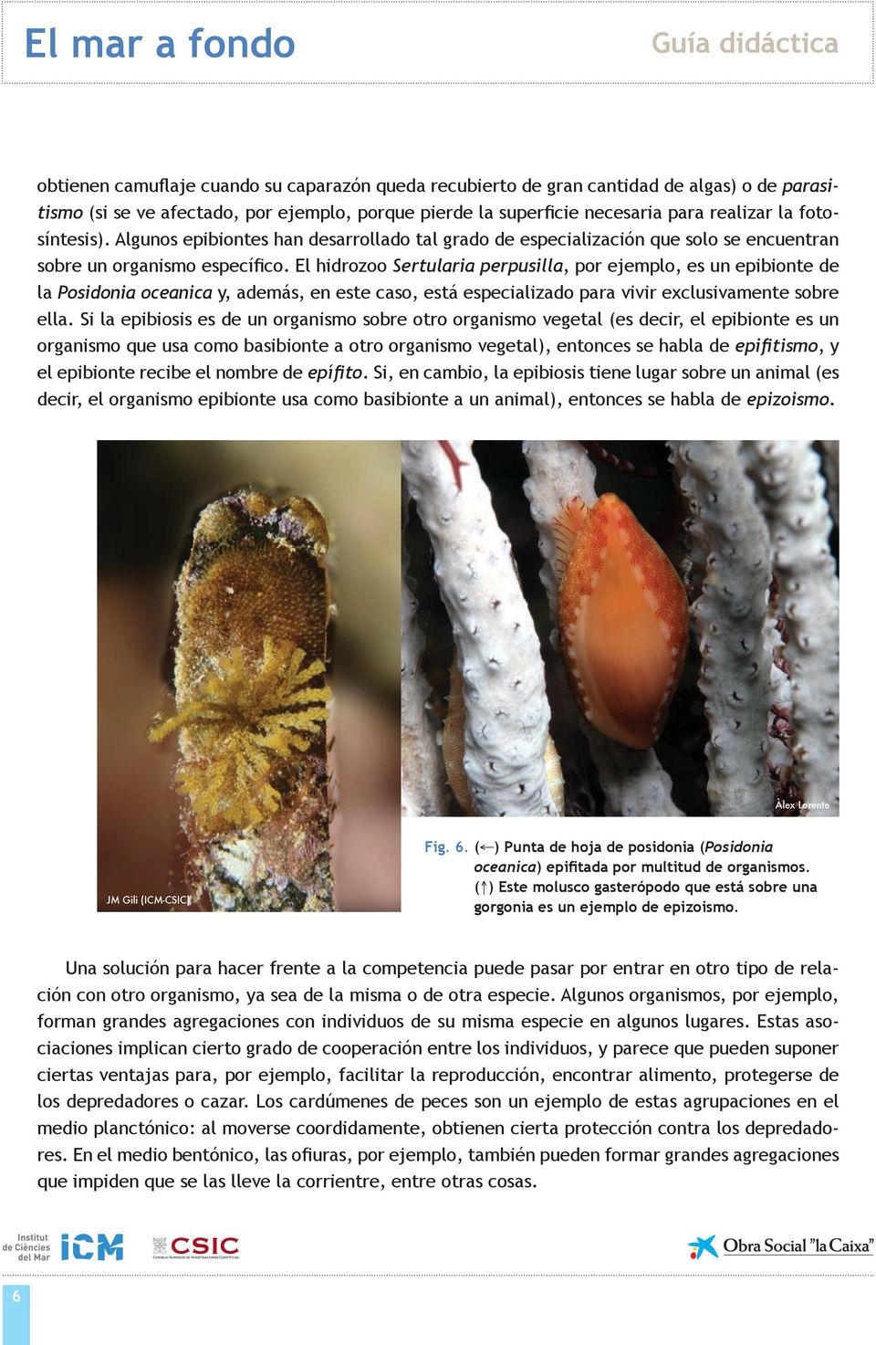El hidrozoo Sertularia perpusilla, por ejemplo, es un epibionte de la Posidonia oceanica y, además, en este caso, está especializado para vivir exclusivamente sobre ella.