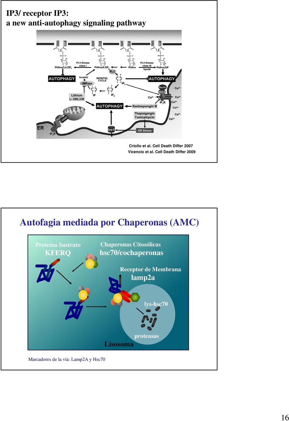Cell Death Differ 2009 Autofagia mediada por Chaperonas (AMC) Proteína Sustrato
