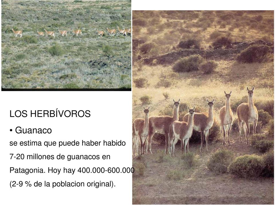 guanacos en Patagonia. Hoy hay 400.