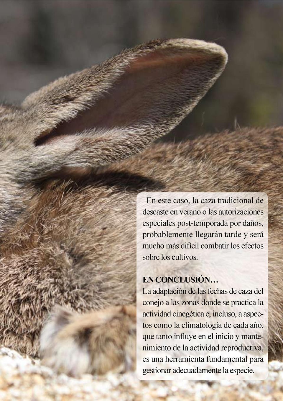 En conclusión La adaptación de las fechas de caza del conejo a las zonas donde se practica la actividad cinegética e, incluso, a
