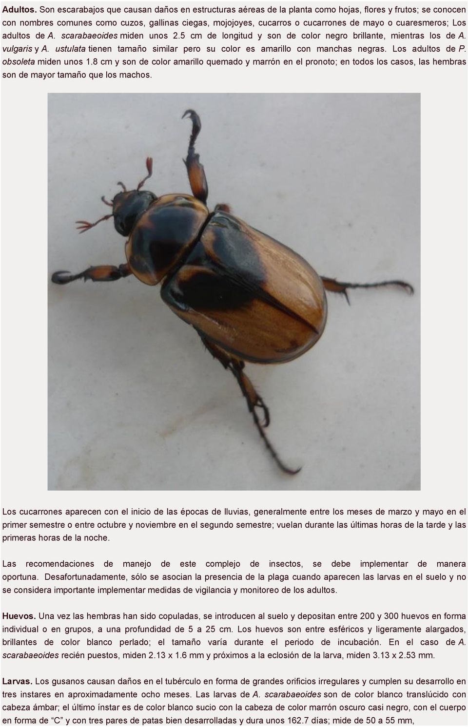 cuaresmeros; Los adultos de A. scarabaeoides miden unos 2.5 cm de longitud y son de color negro brillante, mientras los de A. vulgaris y A.