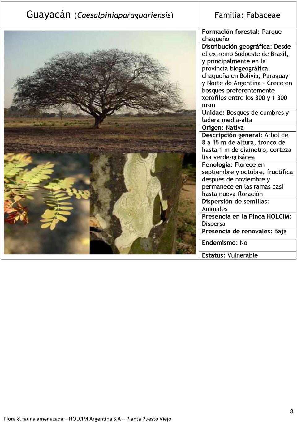 y ladera media-alta Descripción general: Árbol de 8 a 15 m de altura, tronco de hasta 1 m de diámetro, corteza lisa verde-grisácea Fenología: Florece en