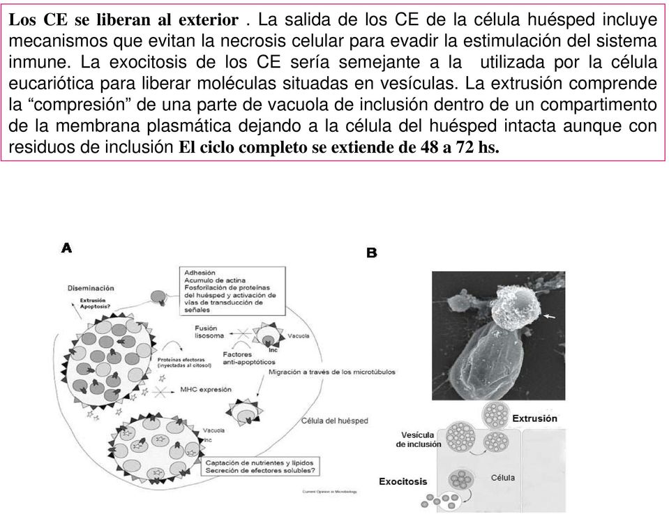 inmune. La exocitosis de los CE sería semejante a la utilizada por la célula eucariótica para liberar moléculas situadas en vesículas.
