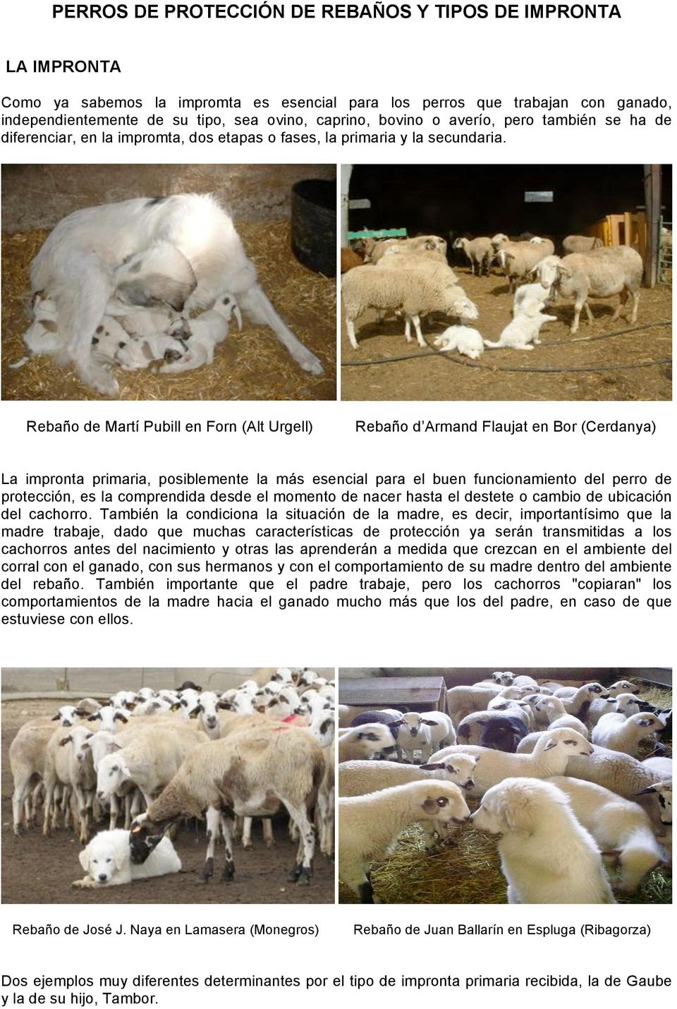 Rebaño de Martí Pubill en Forn (Alt Urgell) Rebaño d Armand Flaujat en Bor (Cerdanya) La impronta primaria, posiblemente la más esencial para el buen funcionamiento del perro de protección, es la