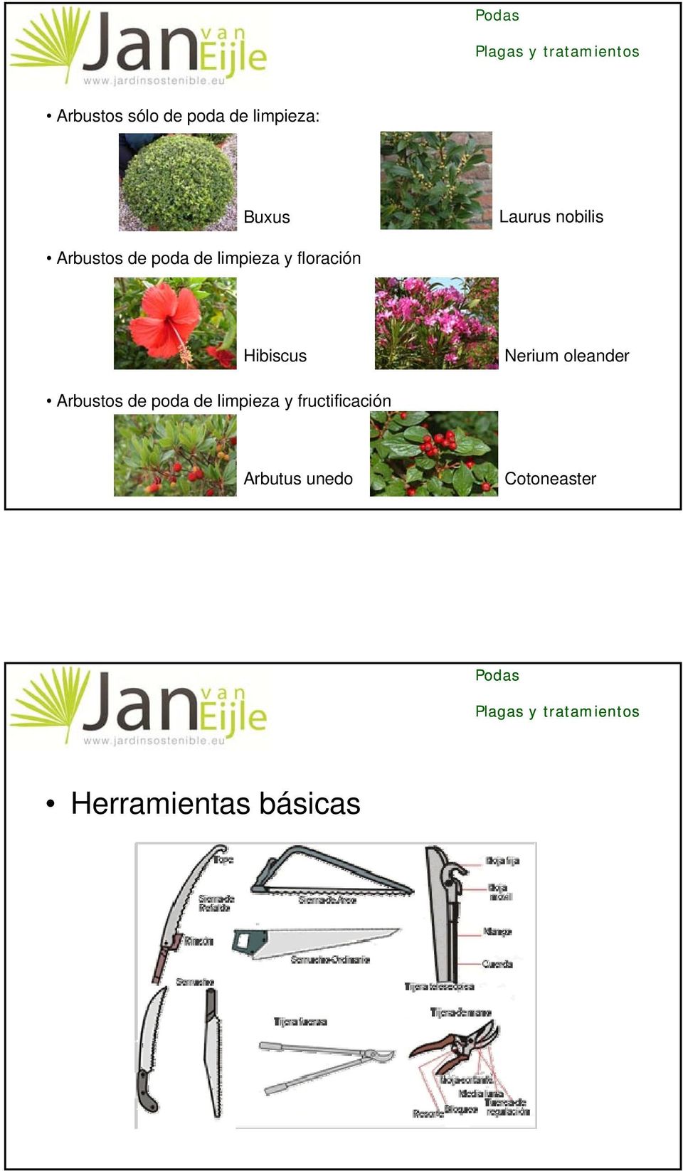Hibiscus Nerium oleander Arbustos de poda de limpieza y