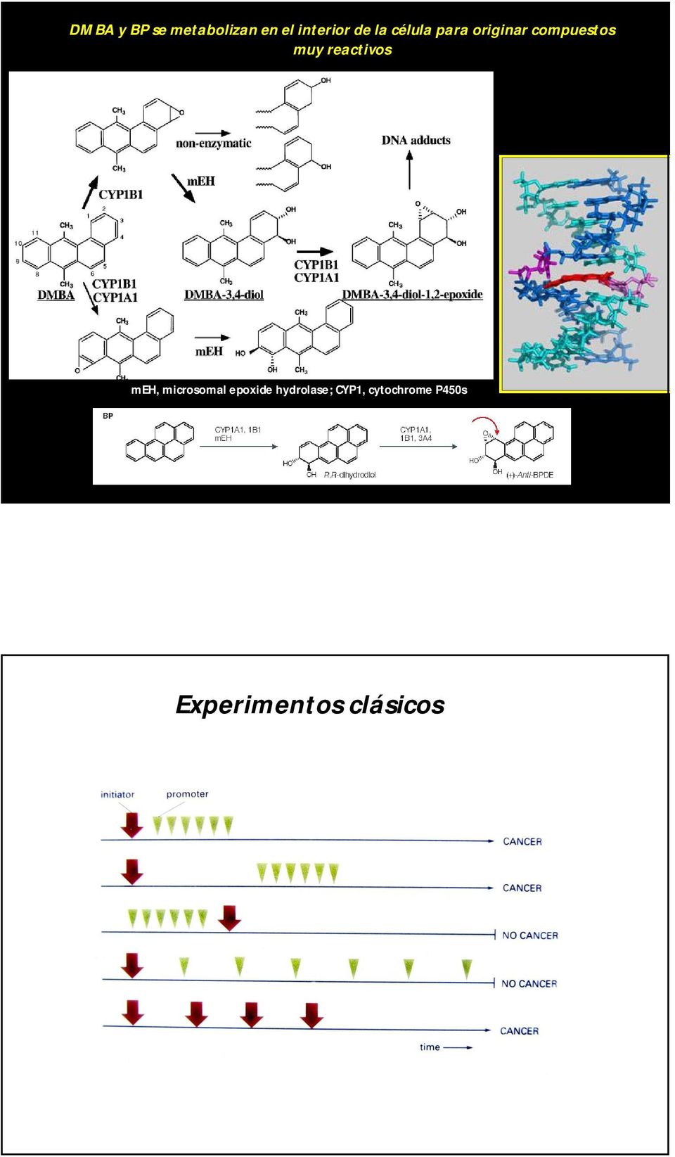 reactivos meh, microsomal epoxide