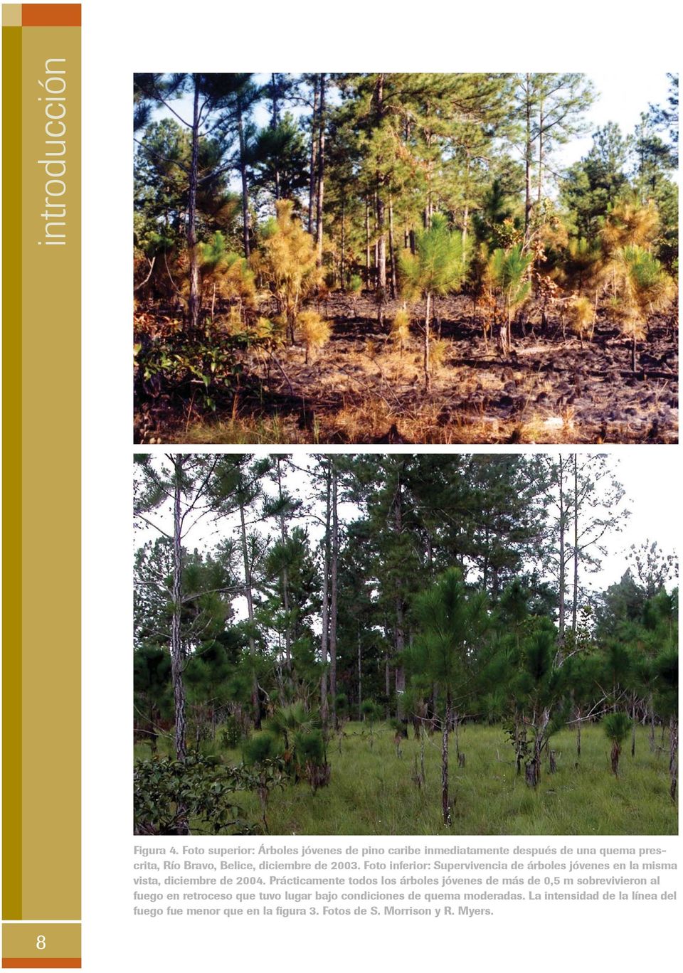 diciembre de 2003. Foto inferior: Supervivencia de árboles jóvenes en la misma vista, diciembre de 2004.