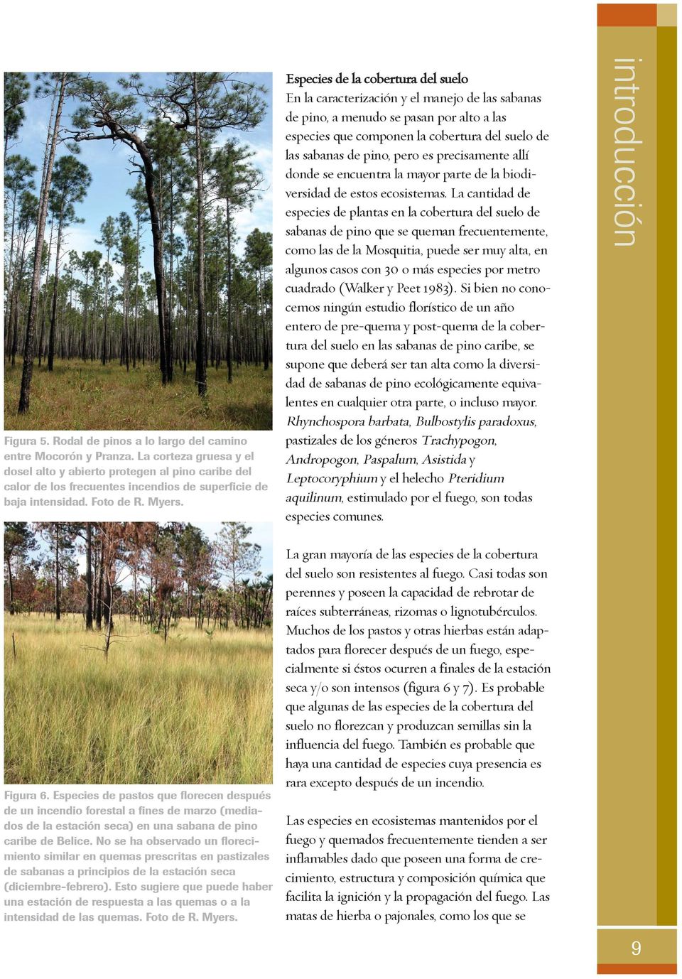 Especies de la cobertura del suelo En la caracterización y el manejo de las sabanas de pino, a menudo se pasan por alto a las especies que componen la cobertura del suelo de las sabanas de pino, pero