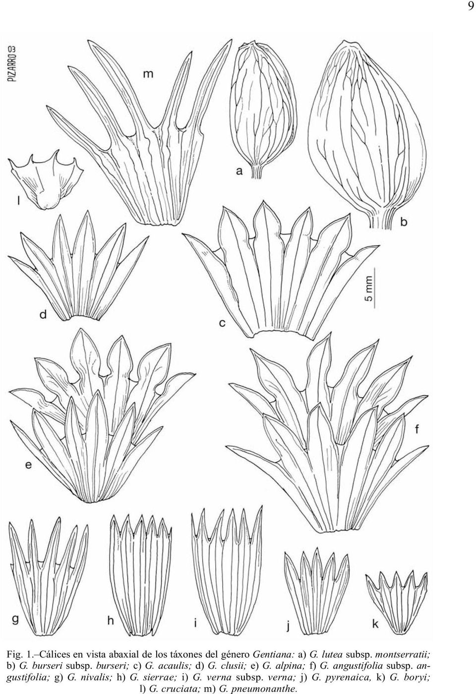 clusii; e) G. alpina; f) G. angustifolia subsp. angustifolia; g) G. nivalis; h) G.