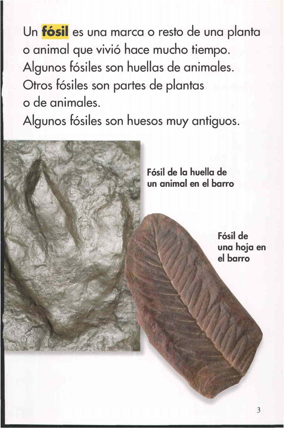 Otros fósiles son partes de plantas o de animales.