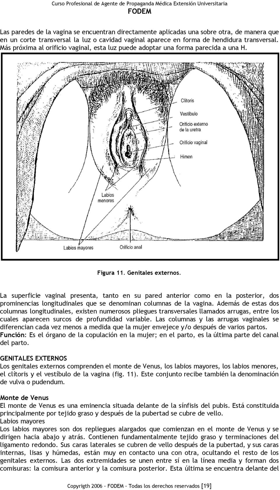 La superficie vaginal presenta, tanto en su pared anterior como en la posterior, dos prominencias longitudinales que se denominan columnas de la vagina.