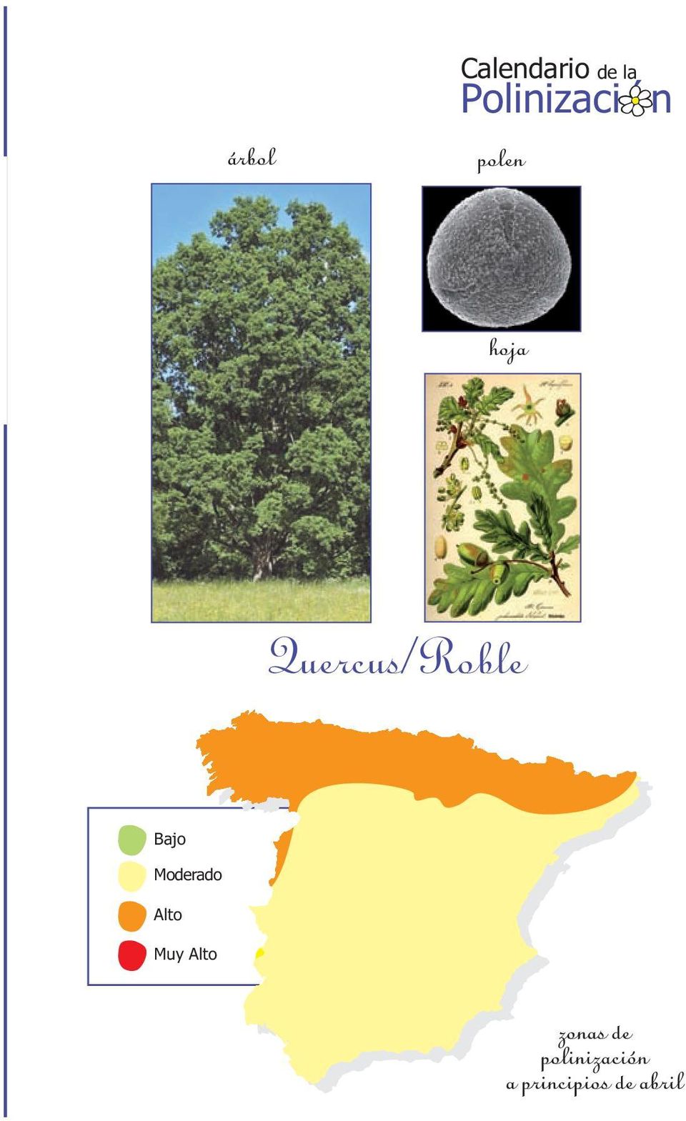 Quercus/Roble