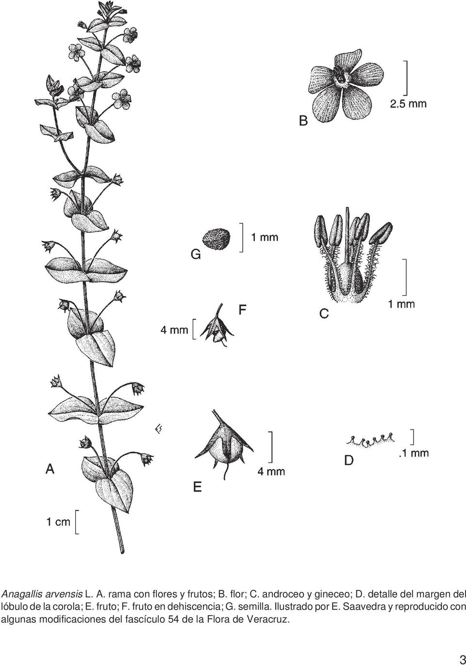 fruto; F. fruto en dehiscencia; G. semilla. Ilustrado por E.