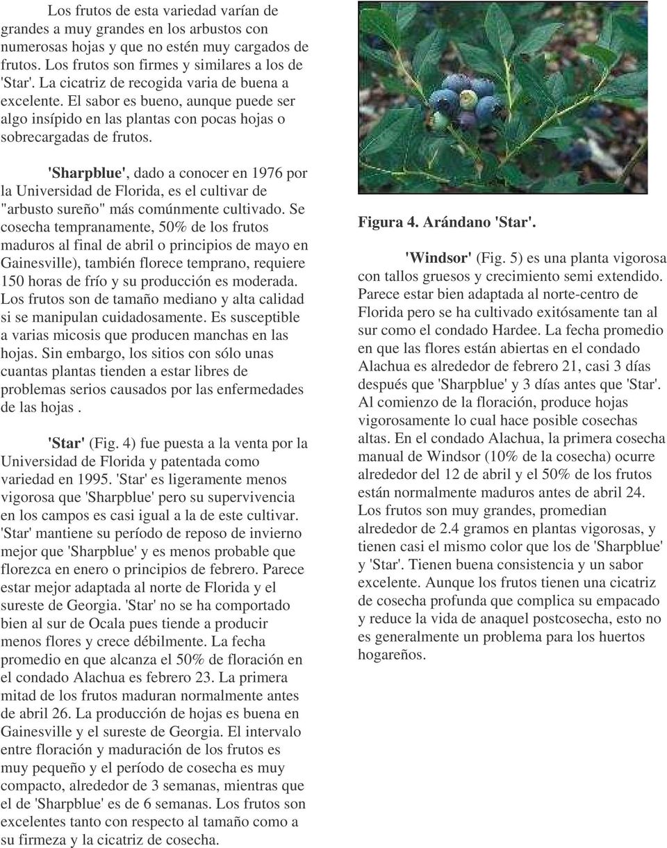 'Sharpblue', dado a conocer en 1976 por la Universidad de Florida, es el cultivar de "arbusto sureño" más comúnmente cultivado.