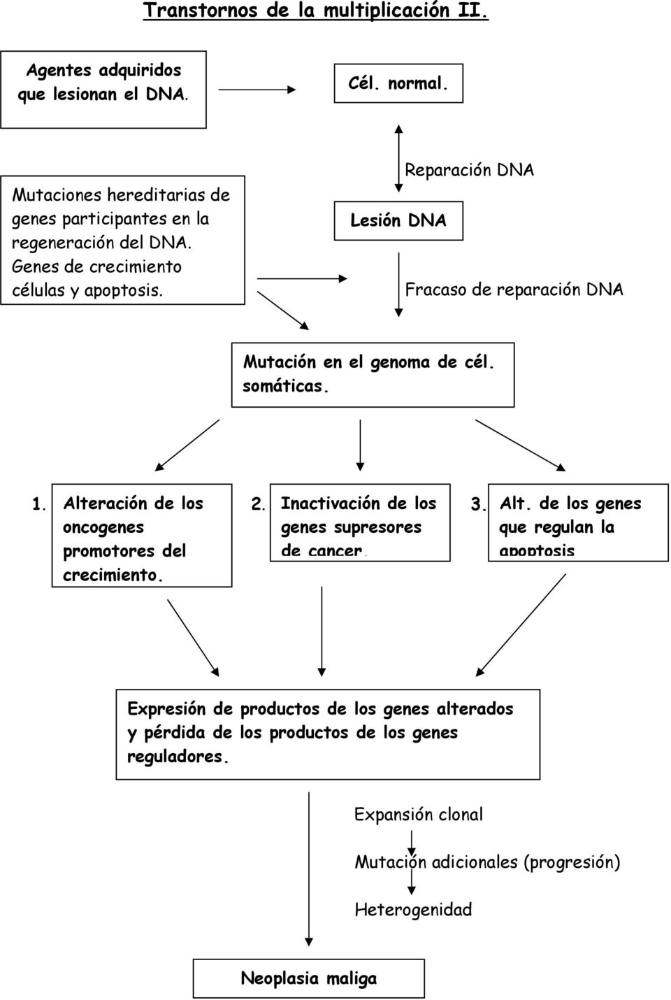 Lesión DNA Reparación DNA Fracaso de reparación DNA Mutación en el genoma de cél. somáticas. 1. Alteración de los 2. Inactivación de los 3.