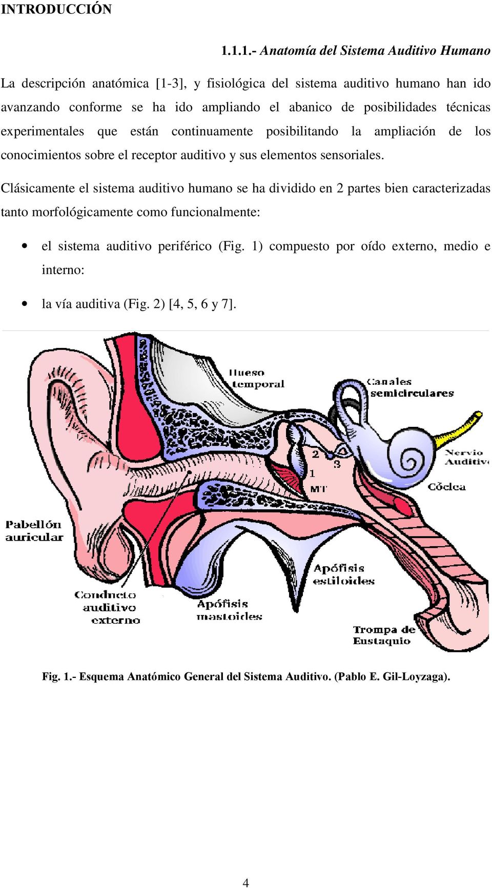 de posibilidades técnicas experimentales que están continuamente posibilitando la ampliación de los conocimientos sobre el receptor auditivo y sus elementos sensoriales.