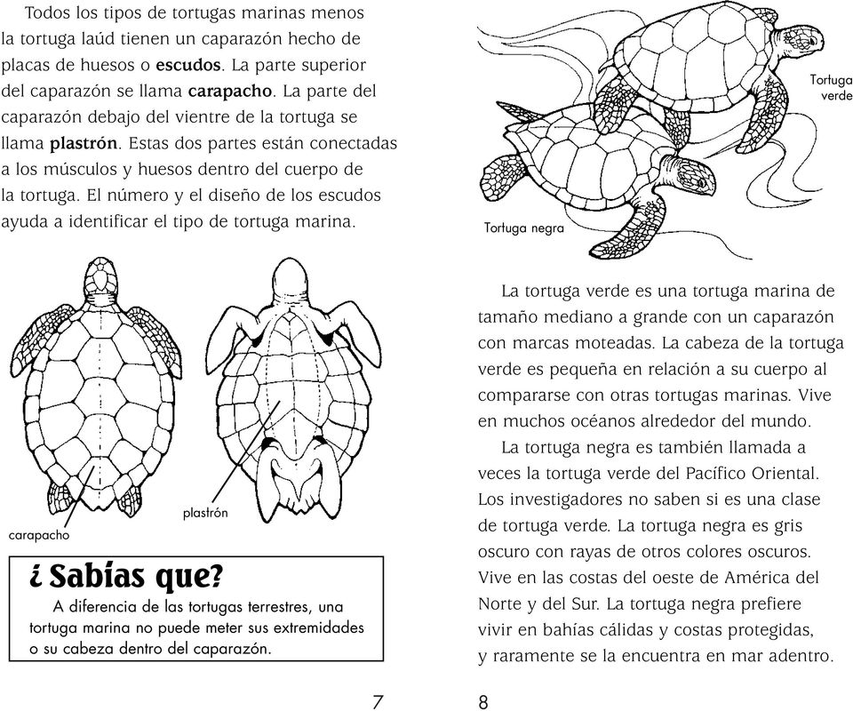 El número y el diseño de los escudos ayuda a identificar el tipo de tortuga marina. Tortuga negra Tortuga verde carapacho? plastrón Sabias que?