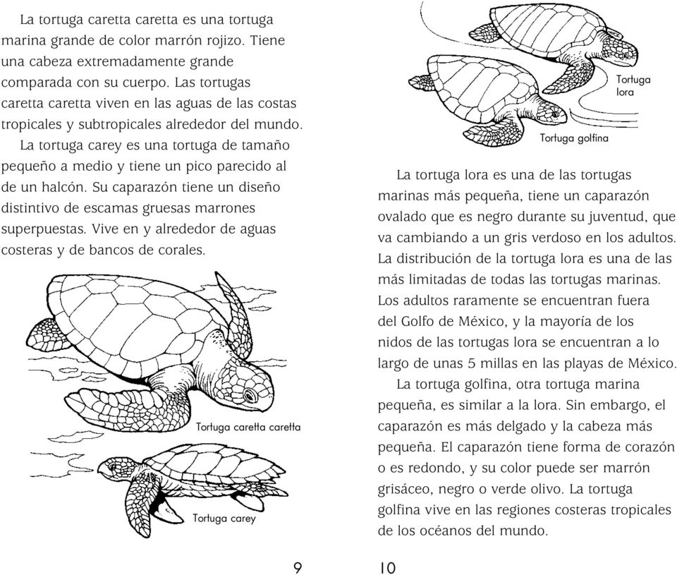 La tortuga carey es una tortuga de tamaño pequeño a medio y tiene un pico parecido al de un halcón. Su caparazón tiene un diseño distintivo de escamas gruesas marrones superpuestas.