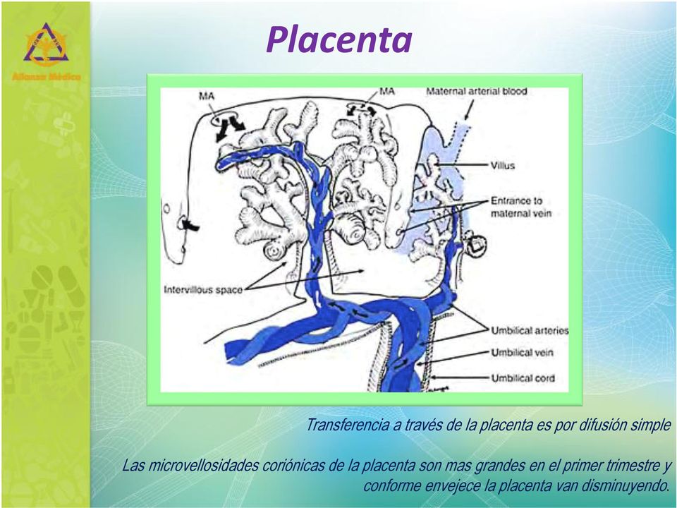 coriónicas de la placenta son mas grandes en el