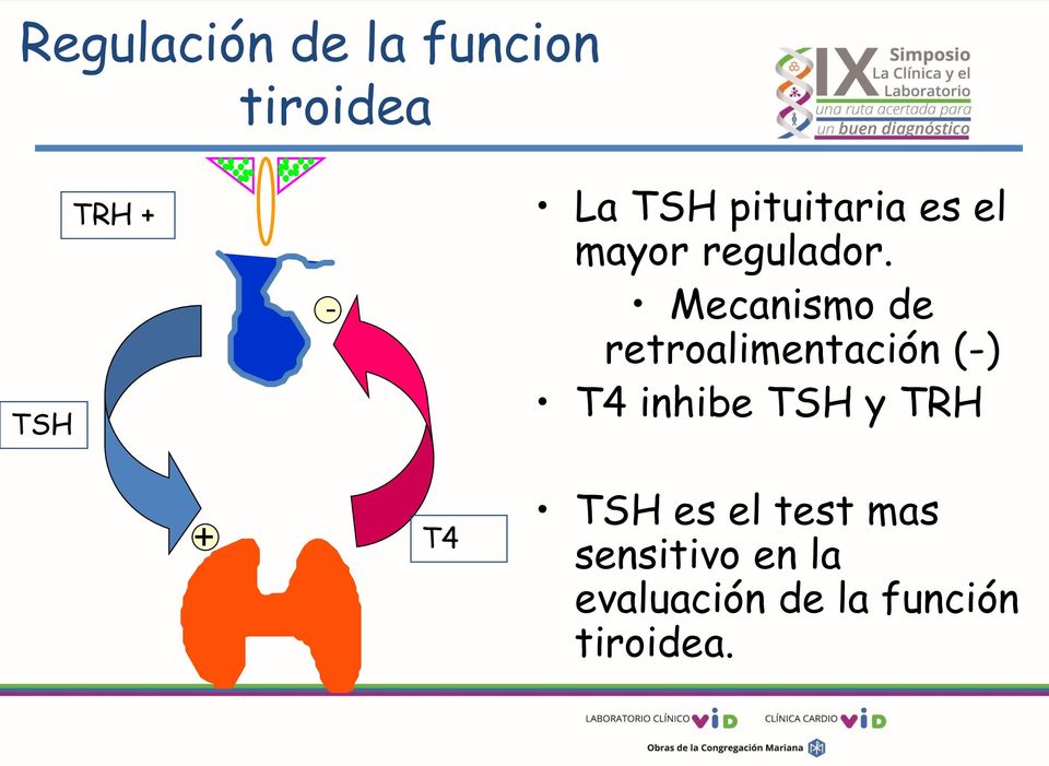 Mecanismo de retroalimentación (-) T4 inhibe TSH y
