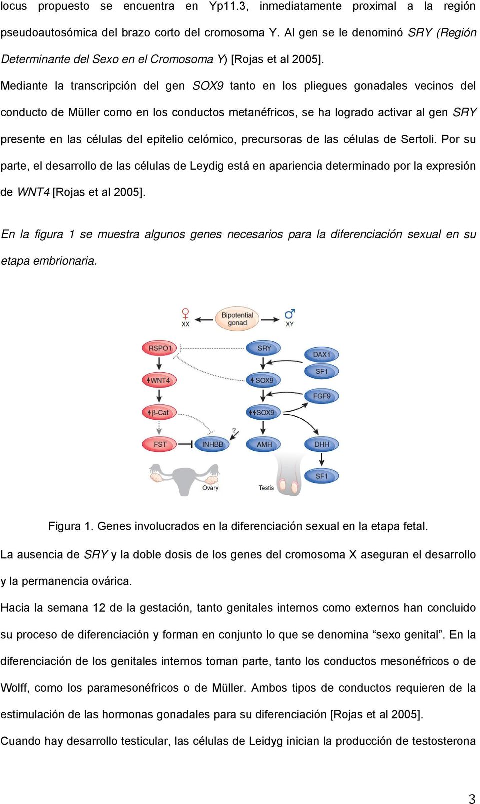 Mediante la transcripción del gen SOX9 tanto en los pliegues gonadales vecinos del conducto de Müller como en los conductos metanéfricos, se ha logrado activar al gen SRY presente en las células del