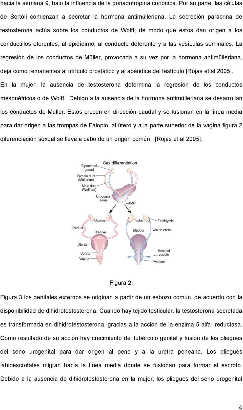 La regresión de los conductos de Müller, provocada a su vez por la hormona antimülleriana, deja como remanentes al utrículo prostático y al apéndice del testículo [Rojas et al 2005].