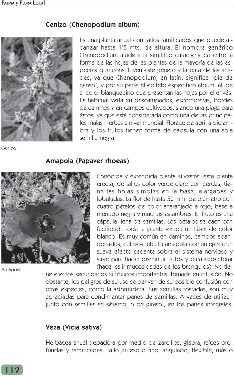Chenopodium, en latín, significa pie de ganso ; y por su parte el epíteto específico album, alude al color blanquecino que presentan las hojas por el envés.
