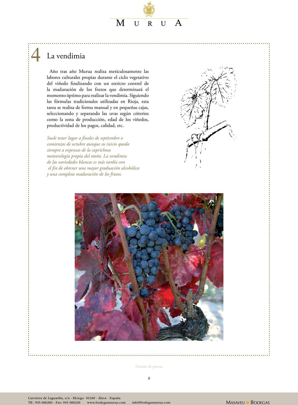 Siguiendo las fórmulas tradicionales utilizadas en Rioja, esta tarea se realiza de forma manual y en pequeñas cajas, seleccionando y separando las uvas según criterios como la zona de producción,