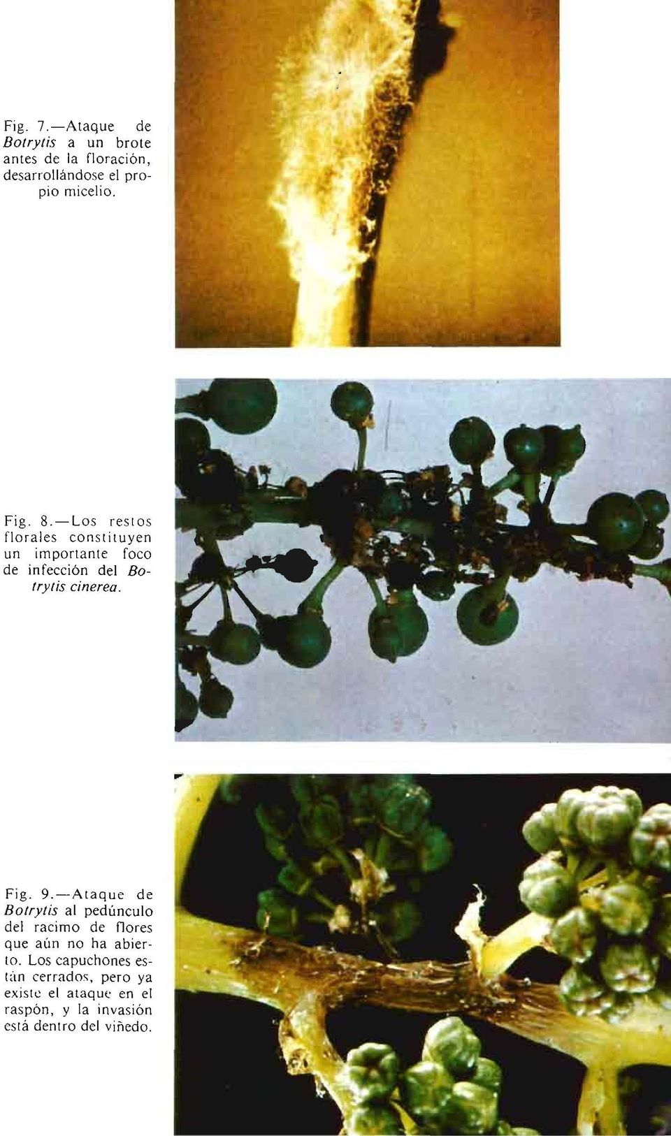 Fig. 9.-Ataque de Botrytis al pedúnculo del racimo de flores que aún no ha abierto.